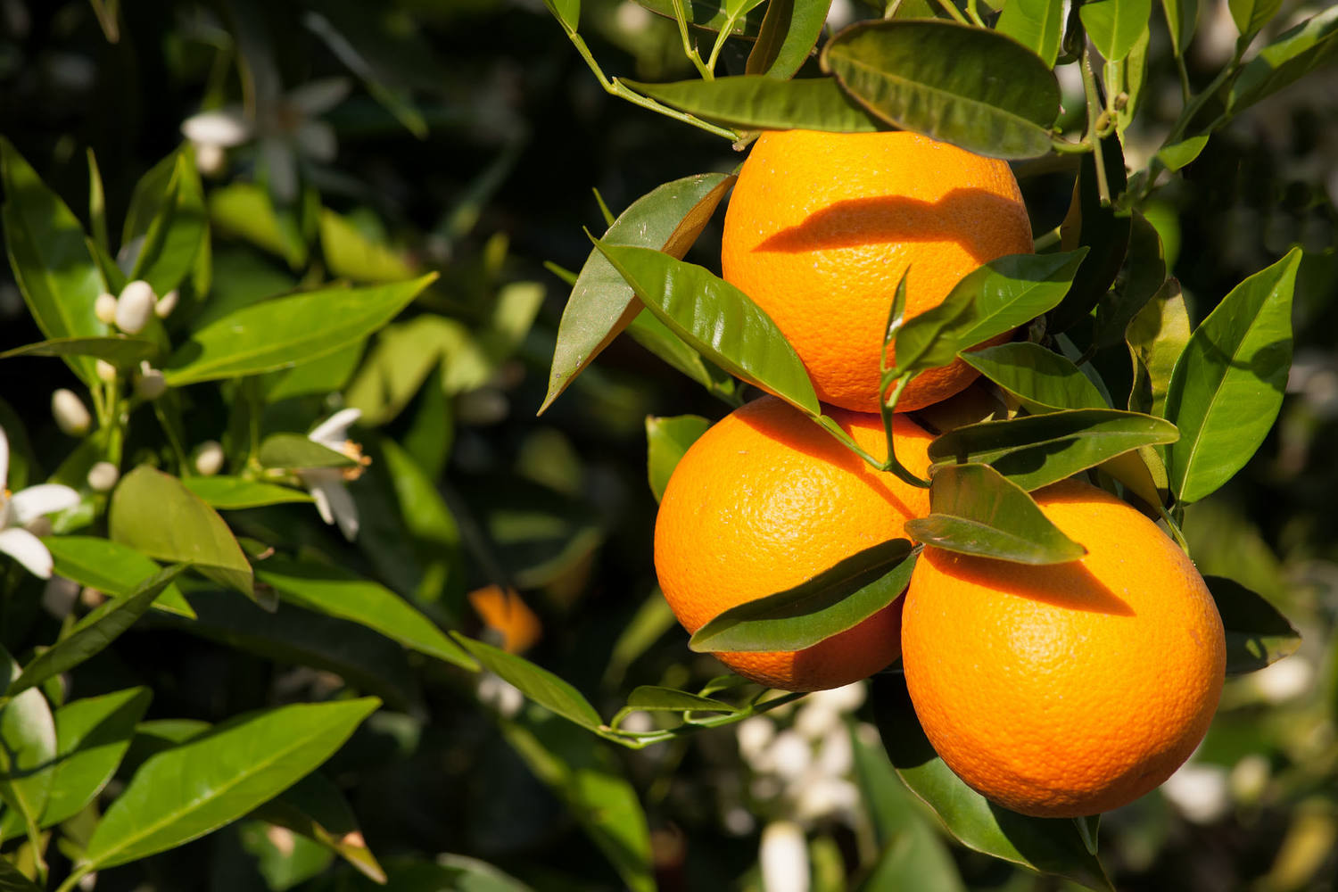Perssinaasappels middel verpakt 10st stuk 3